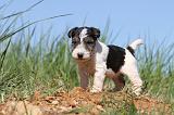 FOX TERRIER 384